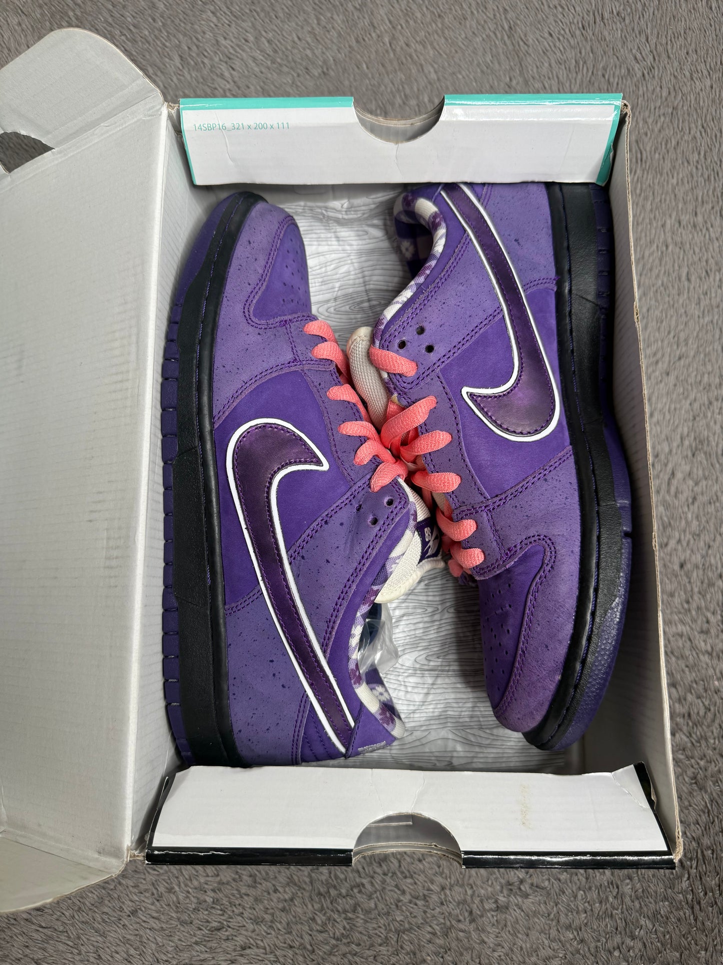 PURPLE LOBSTER (8.5)