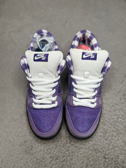 PURPLE LOBSTER