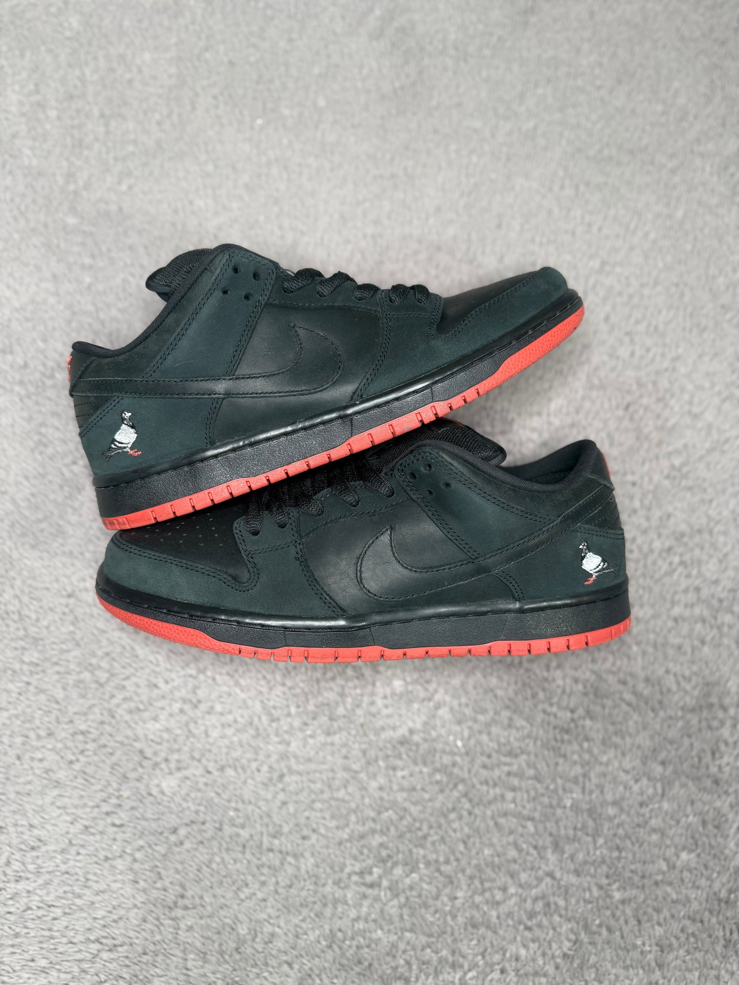 BLACK PIGEON (9.5)